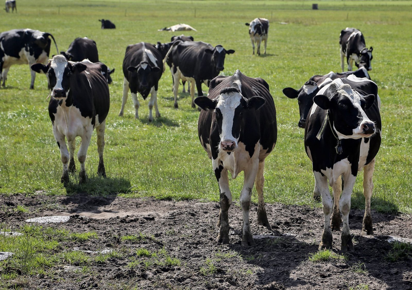 Herd of Holstein dairy cows grazing in a green pasture